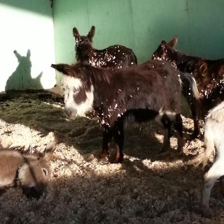 Durham donkey rescue Shepherds hut Hotel Buitenkant foto