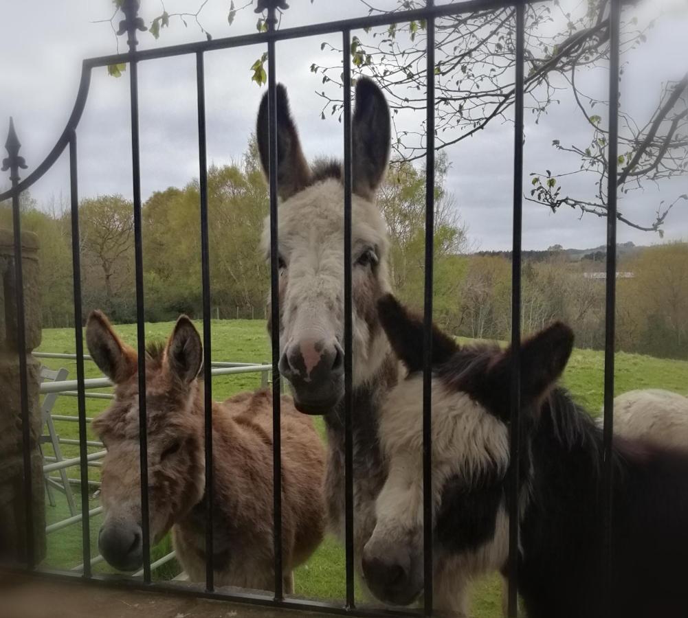 Durham donkey rescue Shepherds hut Hotel Buitenkant foto