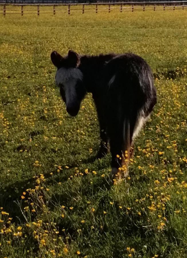 Durham donkey rescue Shepherds hut Hotel Buitenkant foto