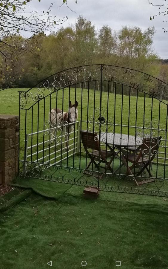 Durham donkey rescue Shepherds hut Hotel Buitenkant foto