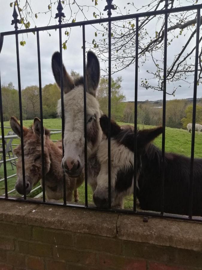 Durham donkey rescue Shepherds hut Hotel Buitenkant foto