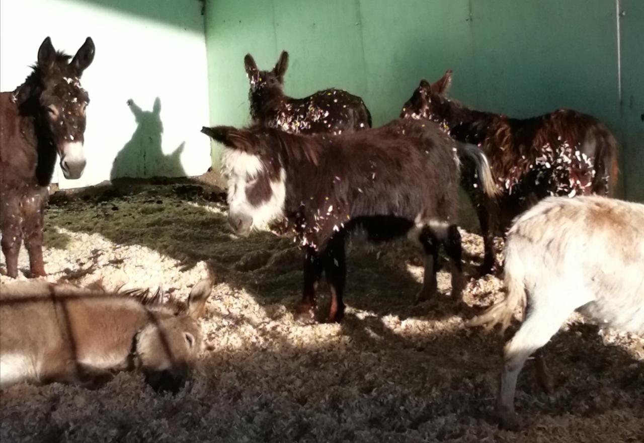 Durham donkey rescue Shepherds hut Hotel Buitenkant foto