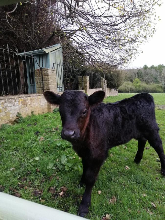 Durham donkey rescue Shepherds hut Hotel Buitenkant foto