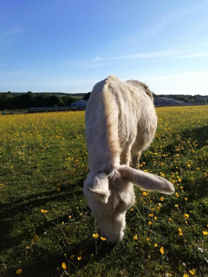 Durham donkey rescue Shepherds hut Hotel Buitenkant foto