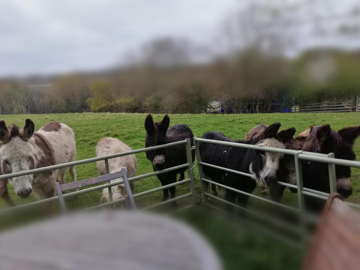 Durham donkey rescue Shepherds hut Hotel Buitenkant foto