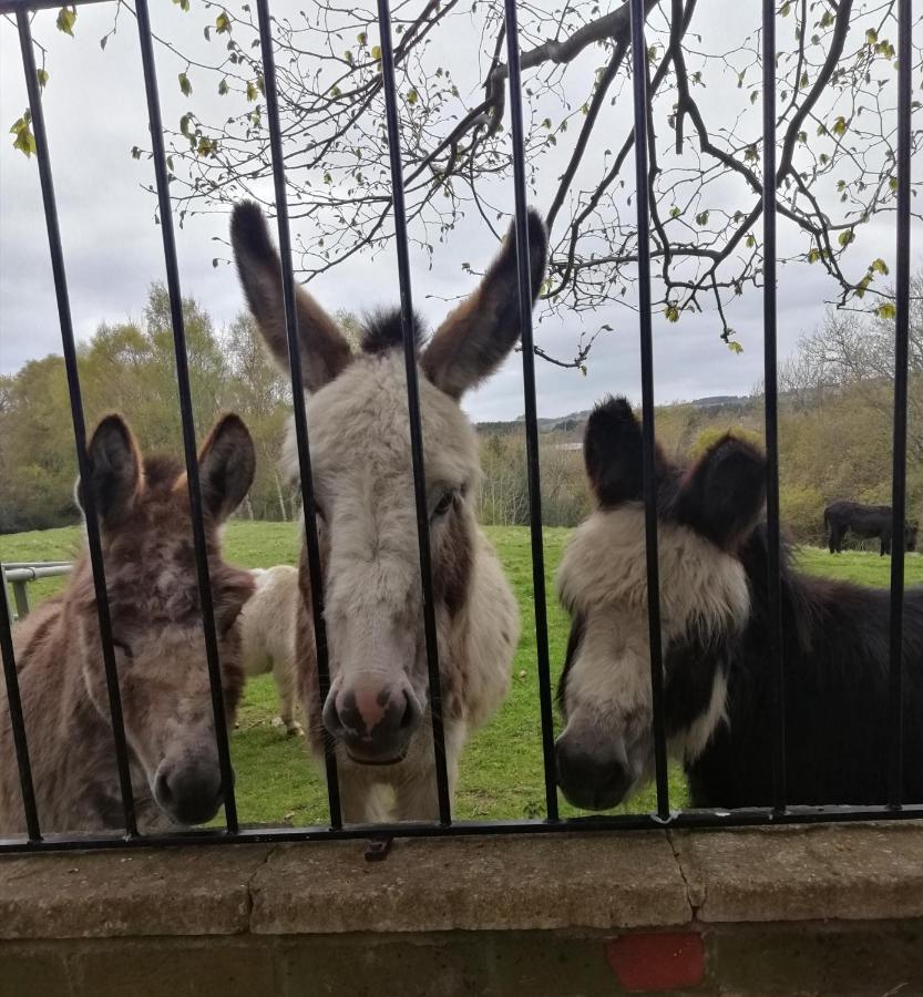 Durham donkey rescue Shepherds hut Hotel Buitenkant foto