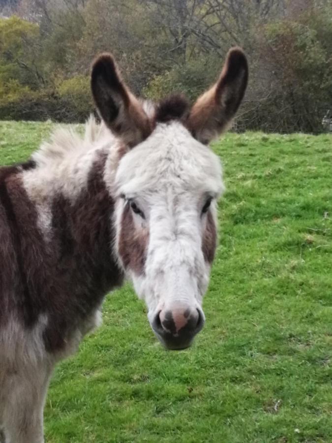 Durham donkey rescue Shepherds hut Hotel Buitenkant foto