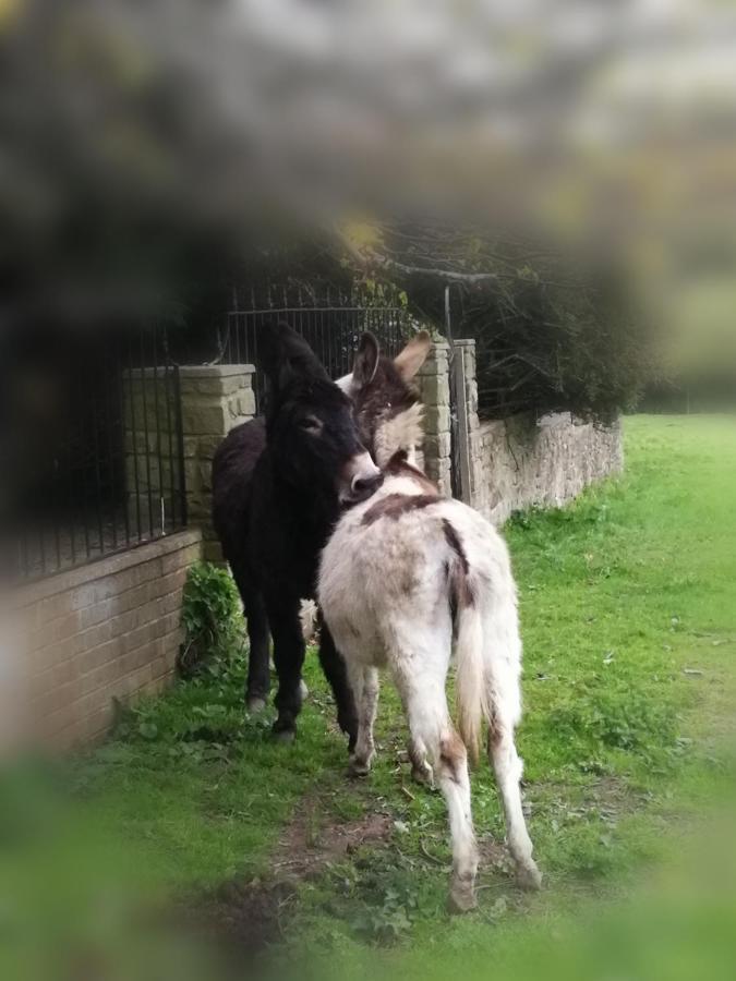 Durham donkey rescue Shepherds hut Hotel Buitenkant foto