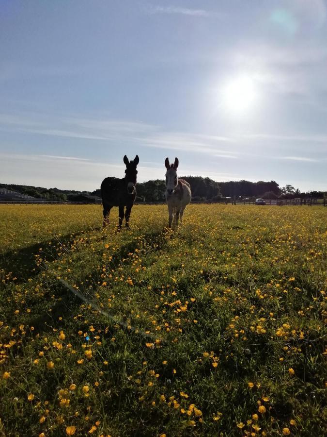 Durham donkey rescue Shepherds hut Hotel Buitenkant foto